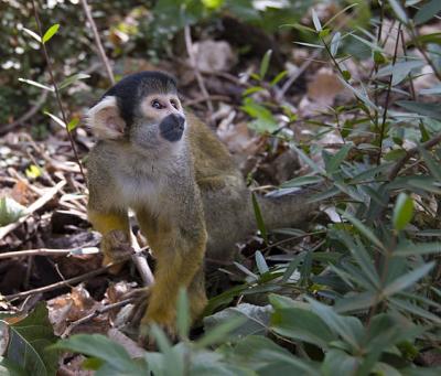 Singe saïmiri à tête noire