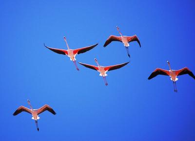 Flamants roses