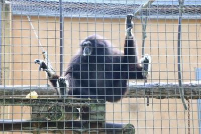 Gibbon à mains blanches