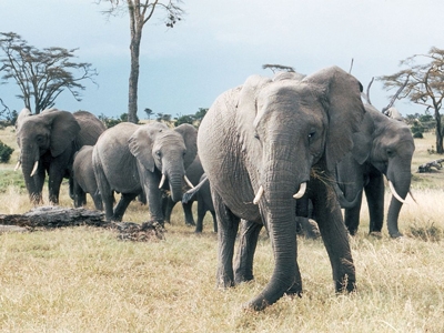 Éléphant d'Afrique