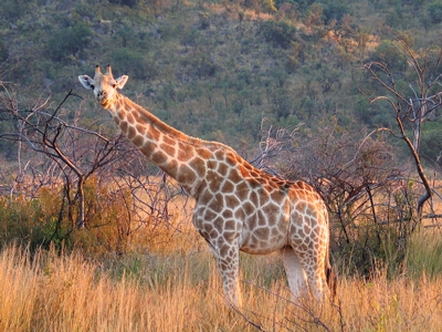 Girafe