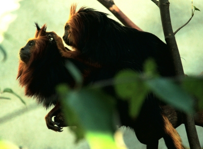 Tamarin-lion doré