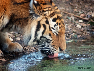 Tigre de Sibérie